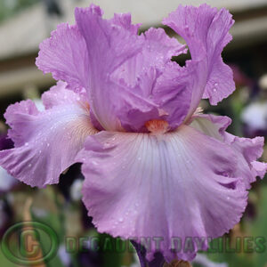 Tall Bearded Iris Designing Woman