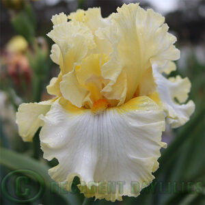 Tall Bearded Iris Diamond Broker