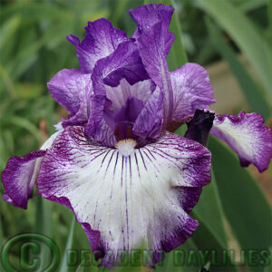 Tall Bearded Iris Double Shot