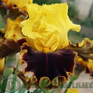 Tall Bearded Iris Early Encounter