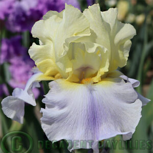 Tall Bearded Iris Easter Candy