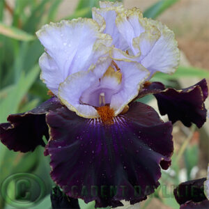 Tall Bearded Iris Edge of the World