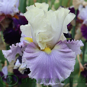 Tall Bearded Iris Enchanted Way