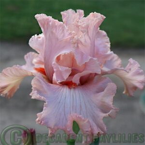 Tall Bearded Iris Entice