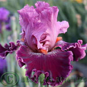 Tall Bearded Iris Fashion Diva