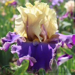 Tall Bearded Iris First Avenue