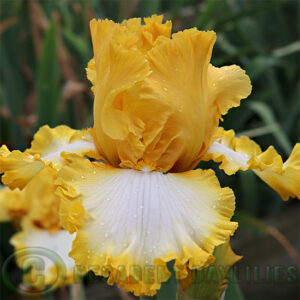 Tall Bearded Iris Flauntress