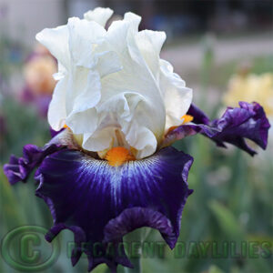 Tall Bearded Iris Future Ruler