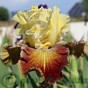 Tall Bearded Iris Gatekeeper