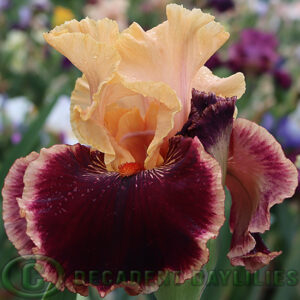 Tall Bearded Iris Glamour Pants