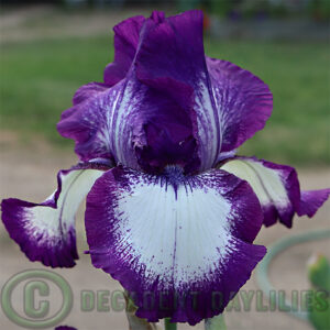 Tall Bearded Iris Going My Way