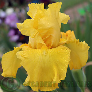 Tall Bearded Iris Goldie the Pirate