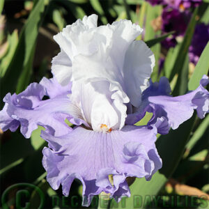 Tall Bearded Iris Got Attitude