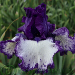 Tall Bearded Iris Grapetizer