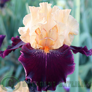 Tall Bearded Iris Halloween Trick