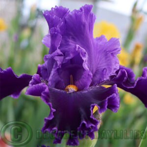 Tall Bearded Iris Hannah Hoo