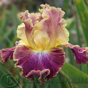 Tall Bearded Iris Hi Master