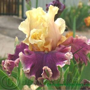 Tall Bearded Iris - Hold My Hand