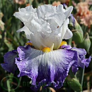 Tall Bearded Iris I'm a Hussy