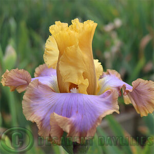 Tall Bearded Iris Just A Fling