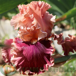 Tall Bearded Iris Lord of Mayfair