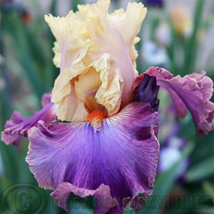 Tall Bearded Iris Love to Party