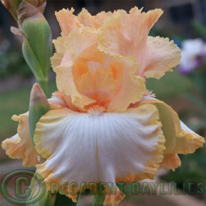 Tall Bearded Iris Lucky Doll