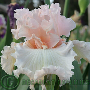 Tall Bearded Iris Magical