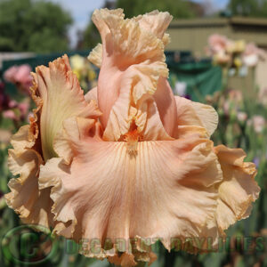 Tall Bearded Iris Marie's Love