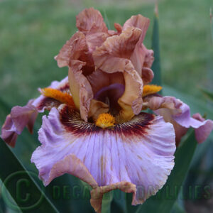 Tall Bearded Iris Medal of Honor