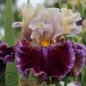 Tall Bearded Iris Megarich