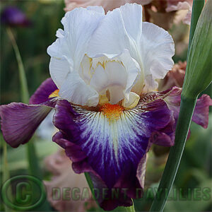 Tall Bearded Iris Mindful