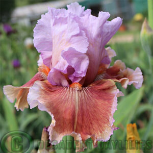 Tall Bearded Iris More Please