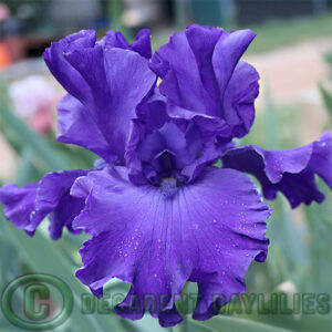 Tall Bearded Iris Navy Blues