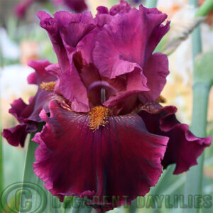 Tall Bearded Iris Obsessed