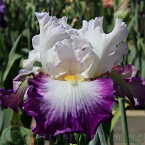 Tall Bearded Iris Opera Call