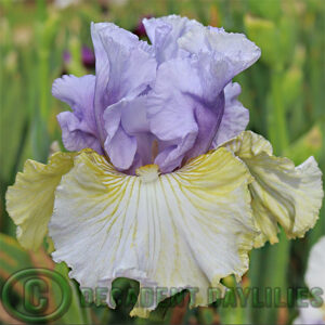 Tall Bearded Iris Partys Over