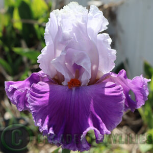 Tall Bearded Iris Polka