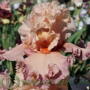 Tall Bearded Iris Poster Girl