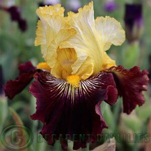 Tall Bearded Iris Reckless Abandon