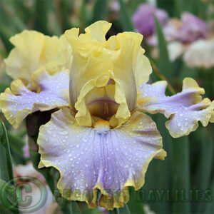 Tall Bearded Iris Repertoire