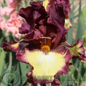 Tall Bearded Iris Rodeo Girl