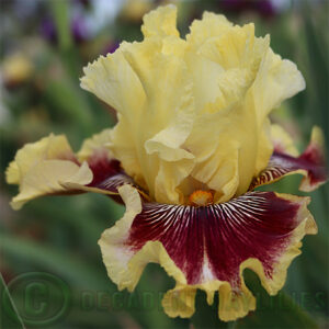 Tall Bearded Iris Rogue Trader