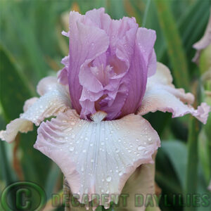 Tall Bearded Iris Romancer