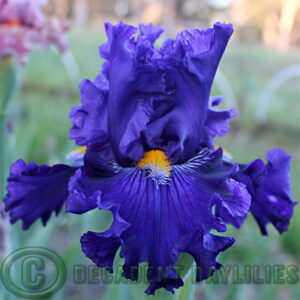 Tall Bearded Iris Soul Singer