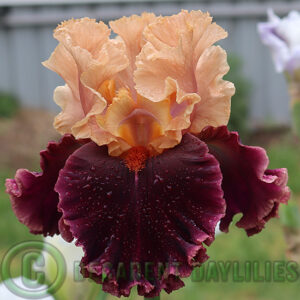 Tall Bearded Iris Toronto