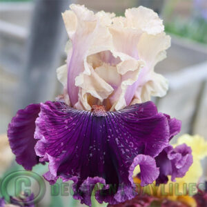 Tall Bearded Iris Viking Dancer