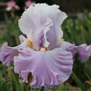 Tall Bearded Iris Winsome Dancer