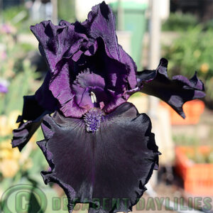 Tall Bearded iris Black Phantom