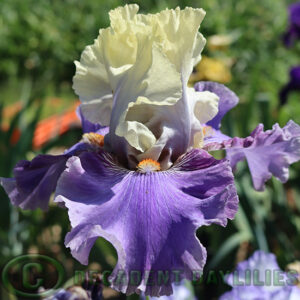 Tall Bearded iris Loremaster